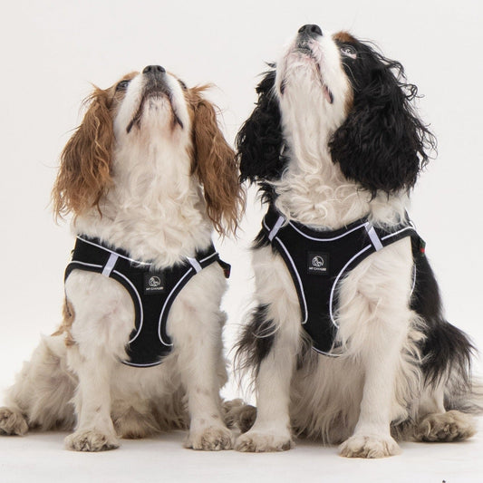 Pettorina Lux per cani